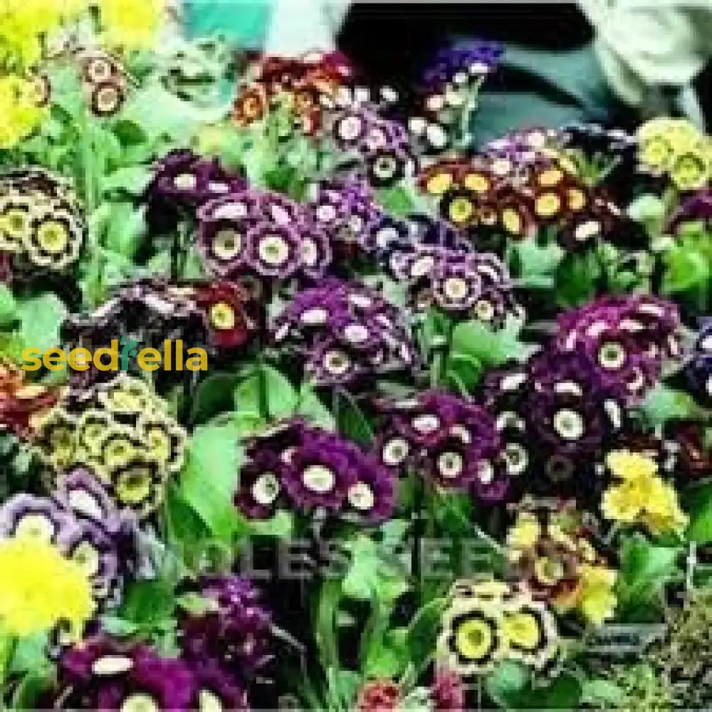 Auricula Planting Seeds - Perfect For Gardens Flower