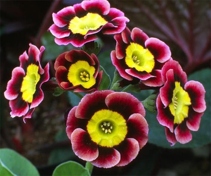 Auricula Planting Seeds