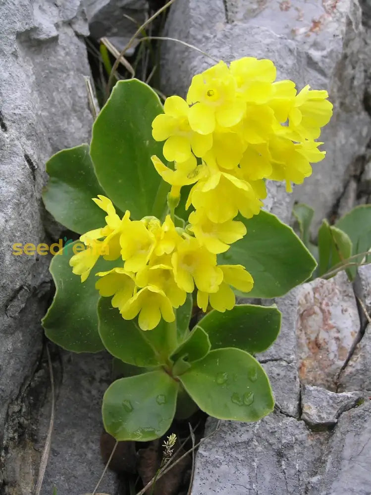 Aurikel Flower Seeds For Planting - Stunning Mountain Blooms