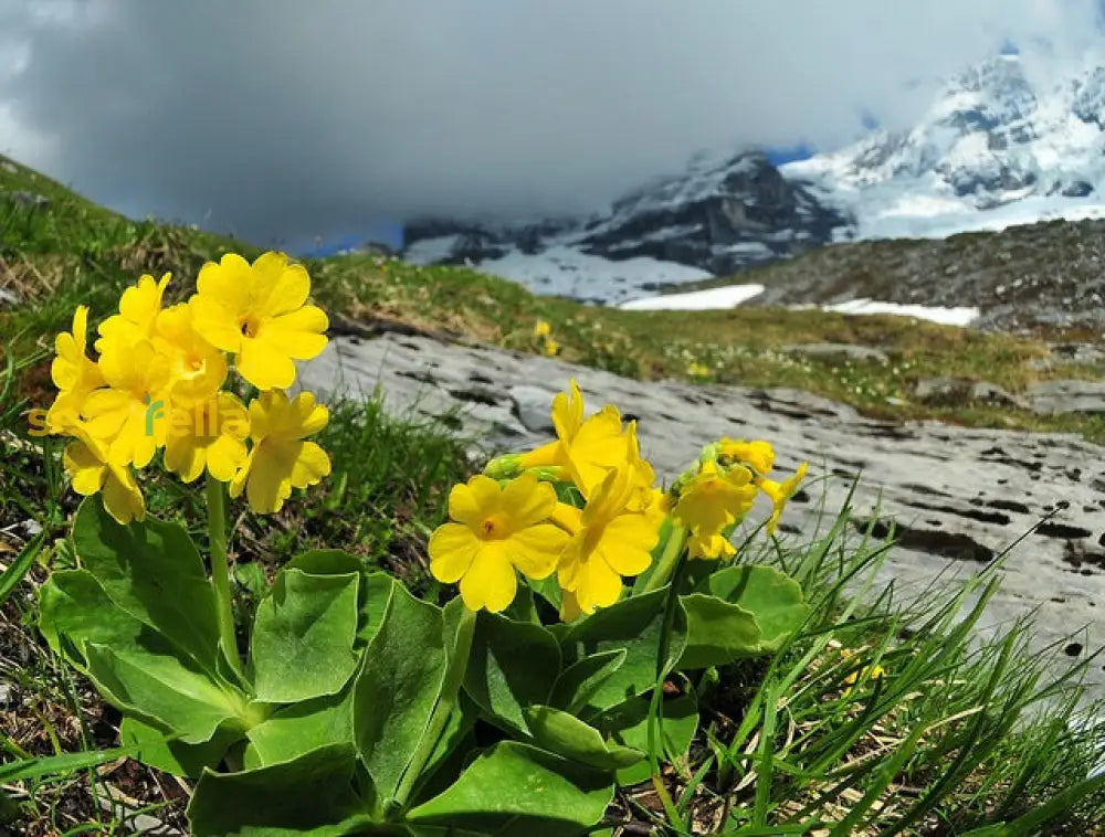 Aurikel Flower Seeds For Planting - Stunning Mountain Blooms