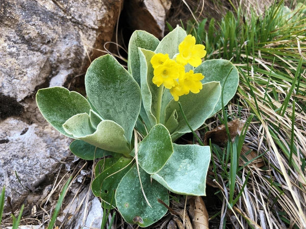 Non GMO heirloom Aurikel seeds for planting