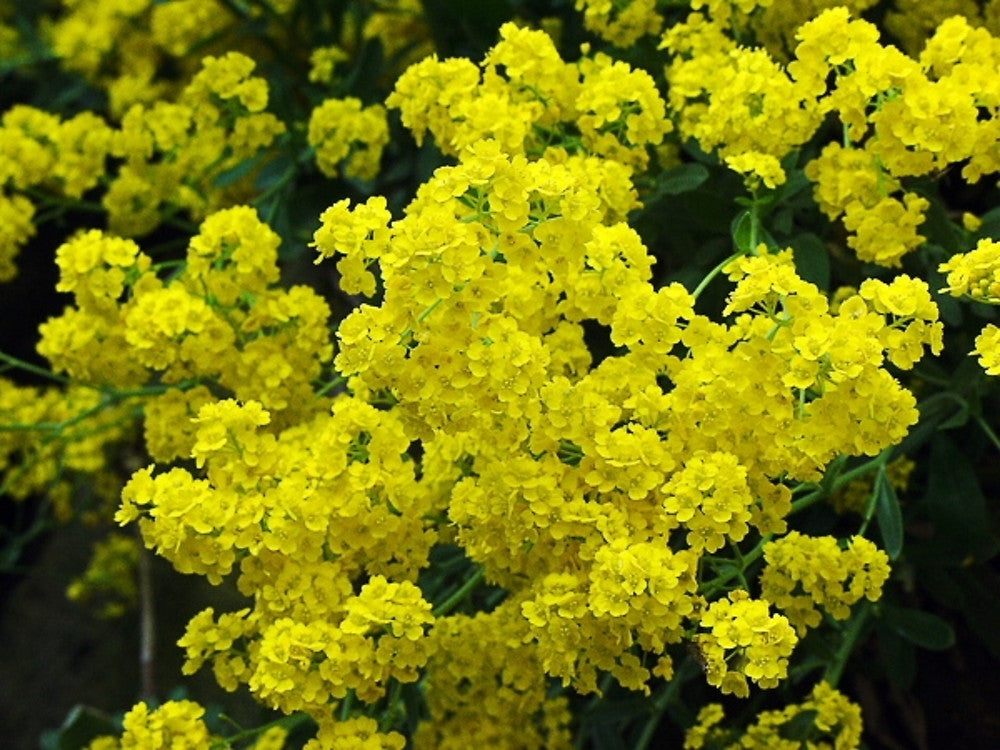 Yellow Aurinia Saxatilis Flower Seeds Planting