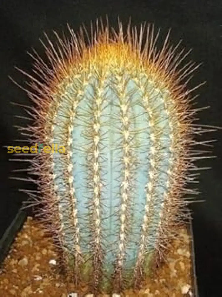 Austrocephalocereus Seeds For Planting | Green Cactus Plant Herb