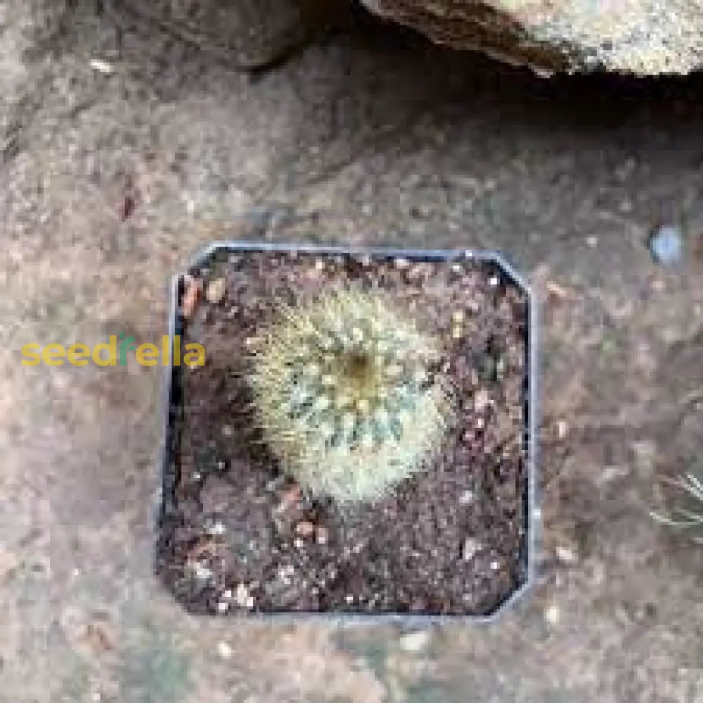 Austrocephalocereus Seeds For Planting | Green Cactus Plant Herb