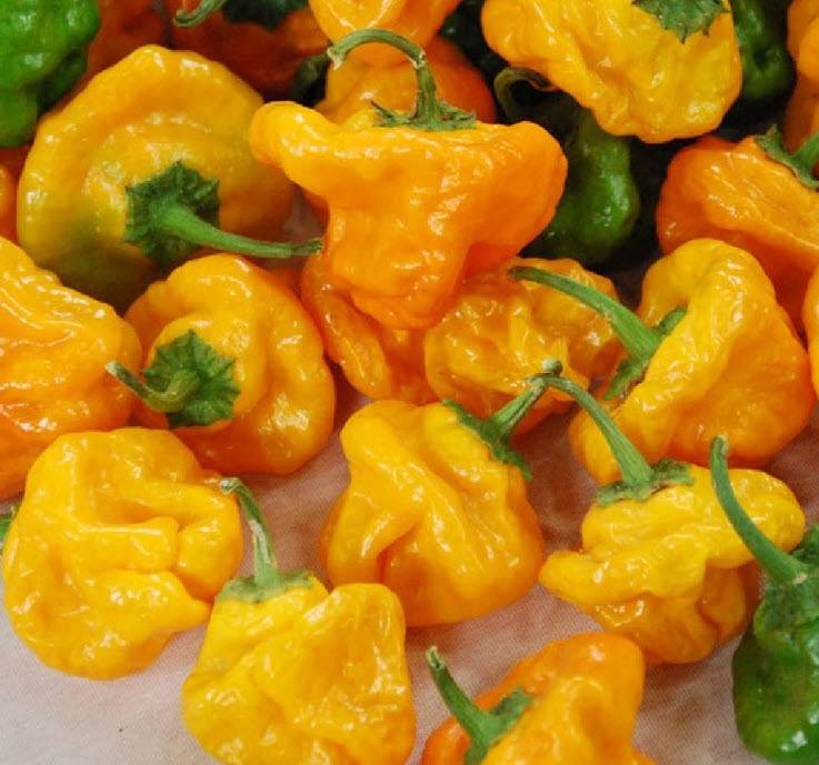 Authentic Jamaican Scotch Bonnet seeds