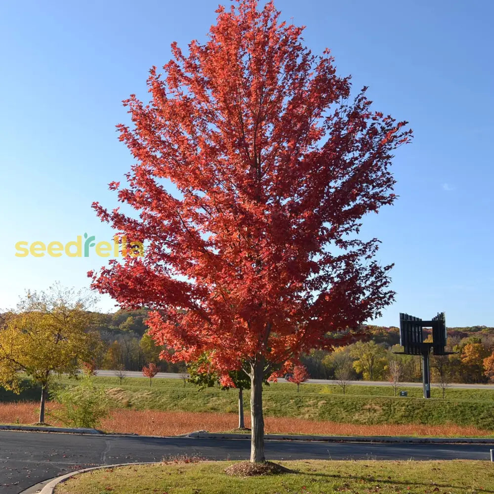 Autumn Blaze Maple Tree Seeds Freeman Low Maintenance Fast Growing Drought Tolerant Patio Border