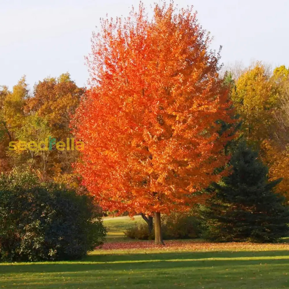 Autumn Blaze Maple Tree Seeds Freeman Low Maintenance Fast Growing Drought Tolerant Patio Border