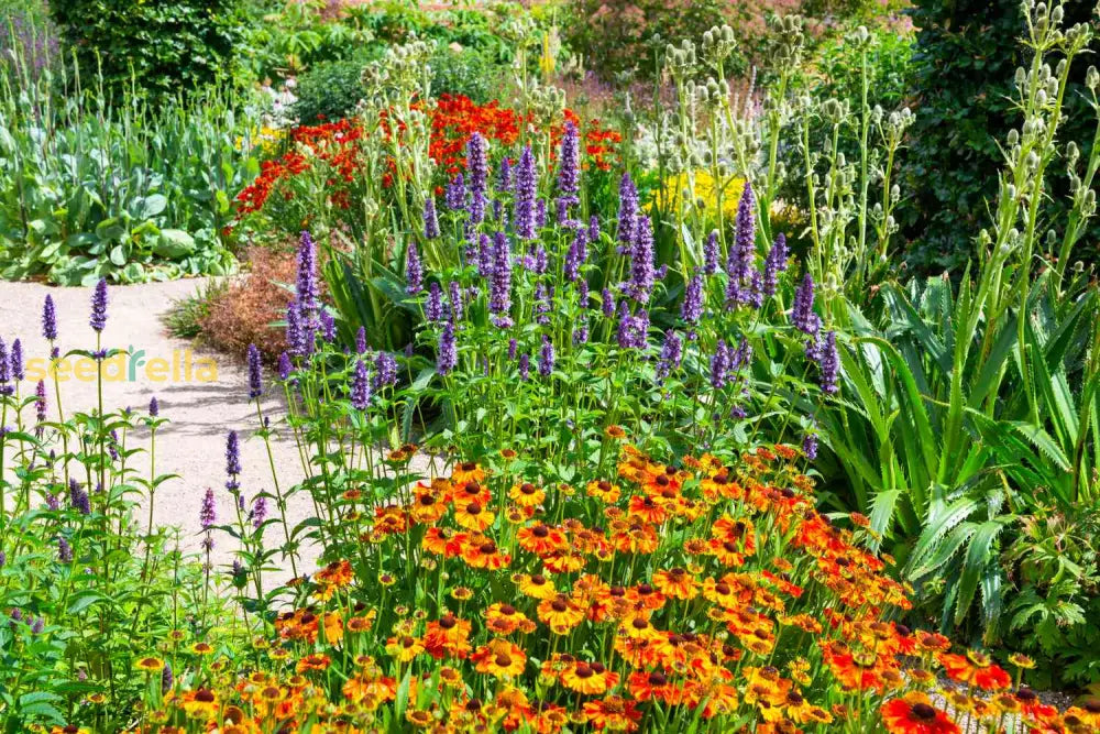 Autumn Planting Flower Seeds