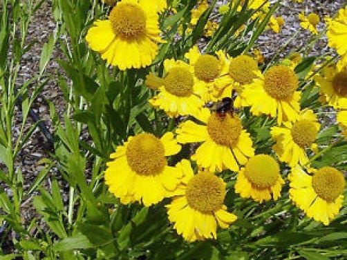 Autumn Sneezeweed seeds packet for planting