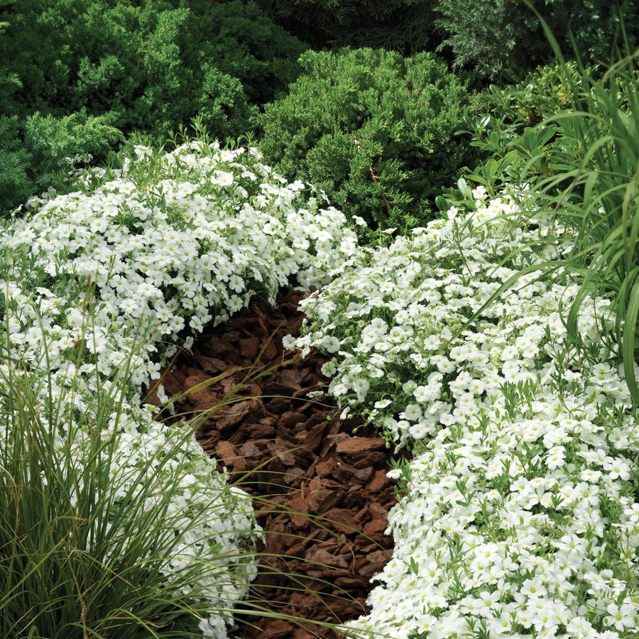 Close-up of Avalanche flower blossoms