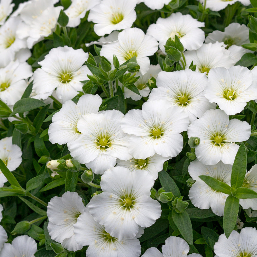 Avalanche flowers thriving in pots