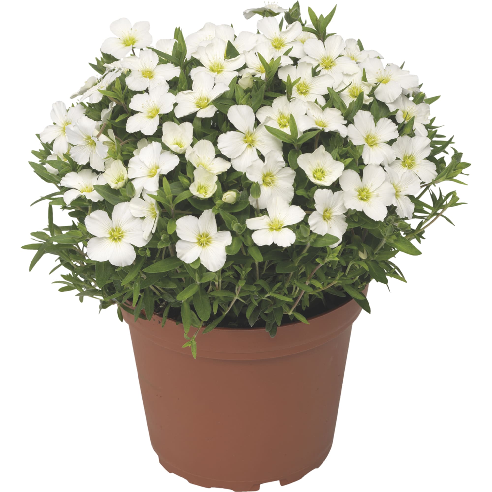 Avalanche flowers growing in garden beds