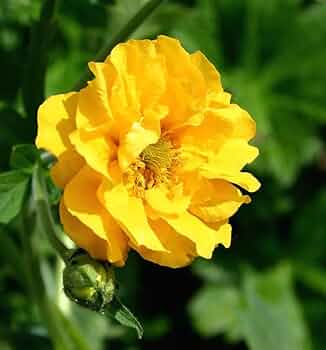 Avens Yellow Flowers in Garden – Bright and Cheerful Display