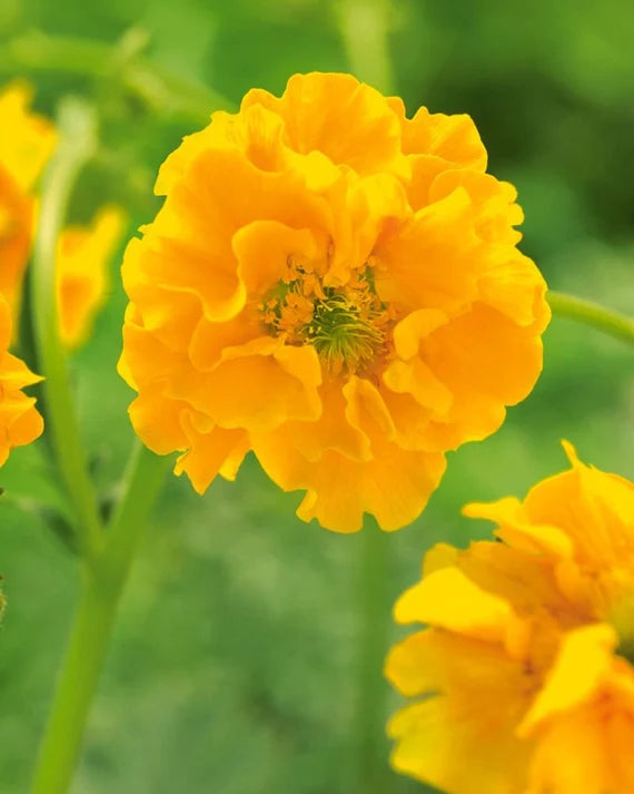 Avens Planting Guide – How to Grow Yellow Avens Sunrise Seeds