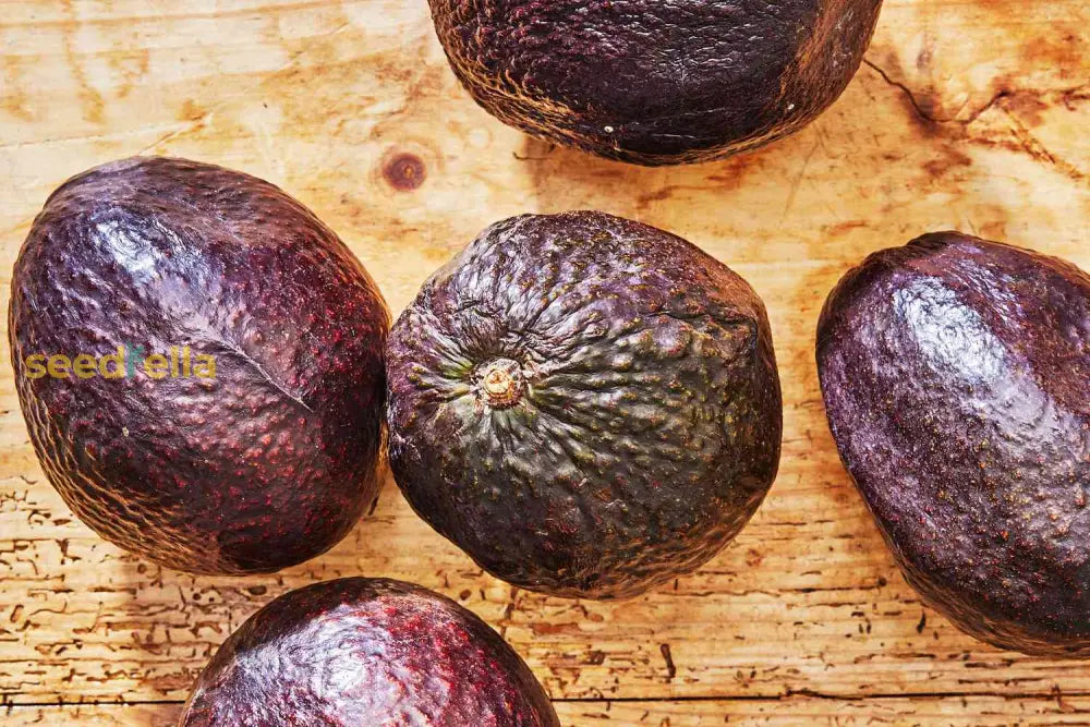 Avocado Seedlings from Brown Avocado Planting Seeds