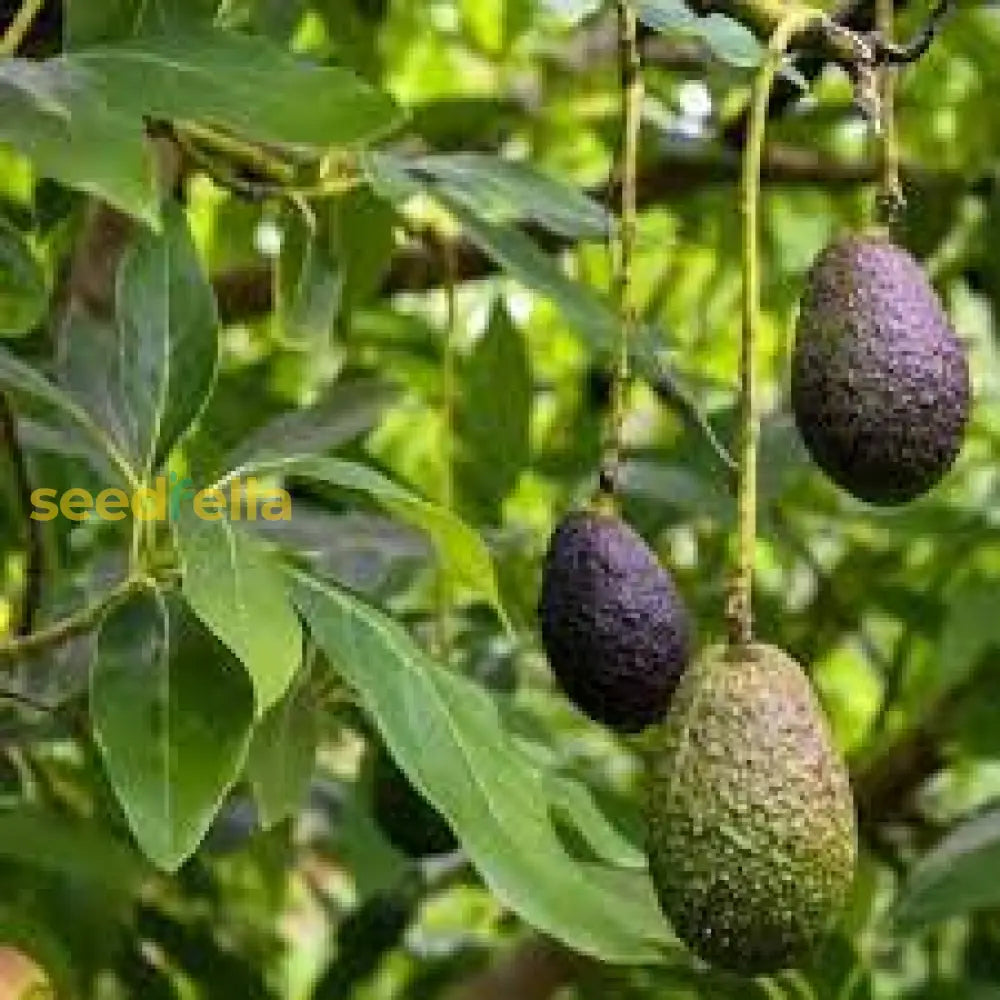 Healthy Avocado Trees Growing in Garden, Fresh Avocados on the Tree