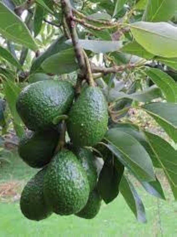 Avocado seed germination and planting guide