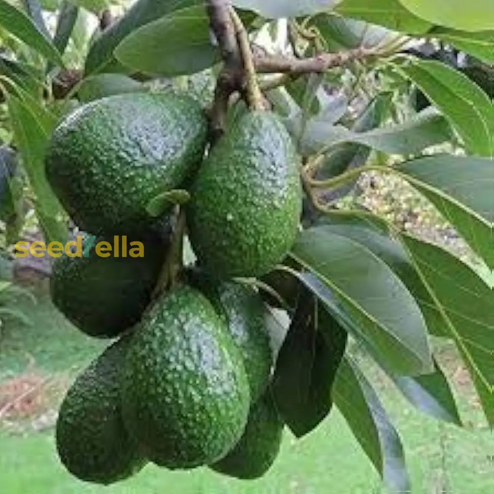 Avocado Seeds for Planting, Easy Guide for Growing Avocado Trees at Home
