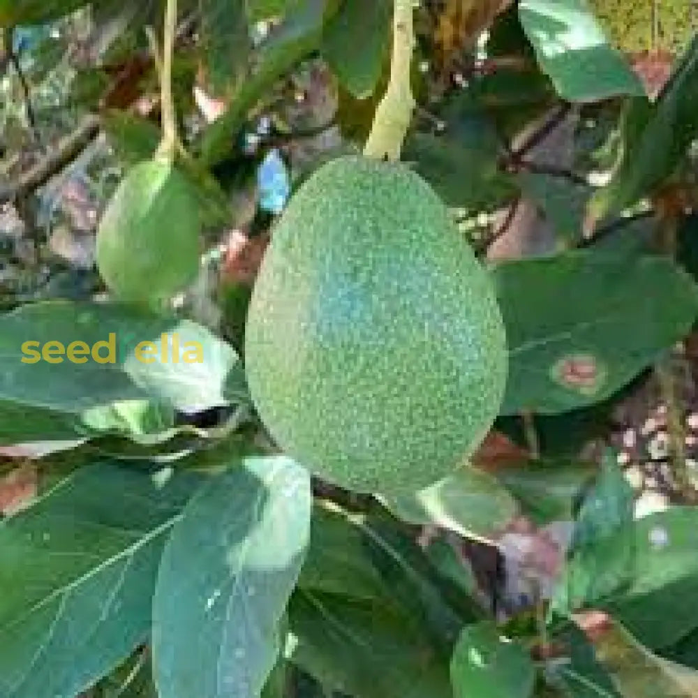 Avocado Tree Seeds for Home Gardening