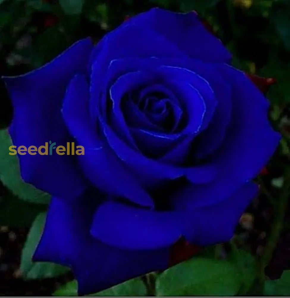 Away Dark Blue Rose Seeds For Planting - Unique Garden Roses