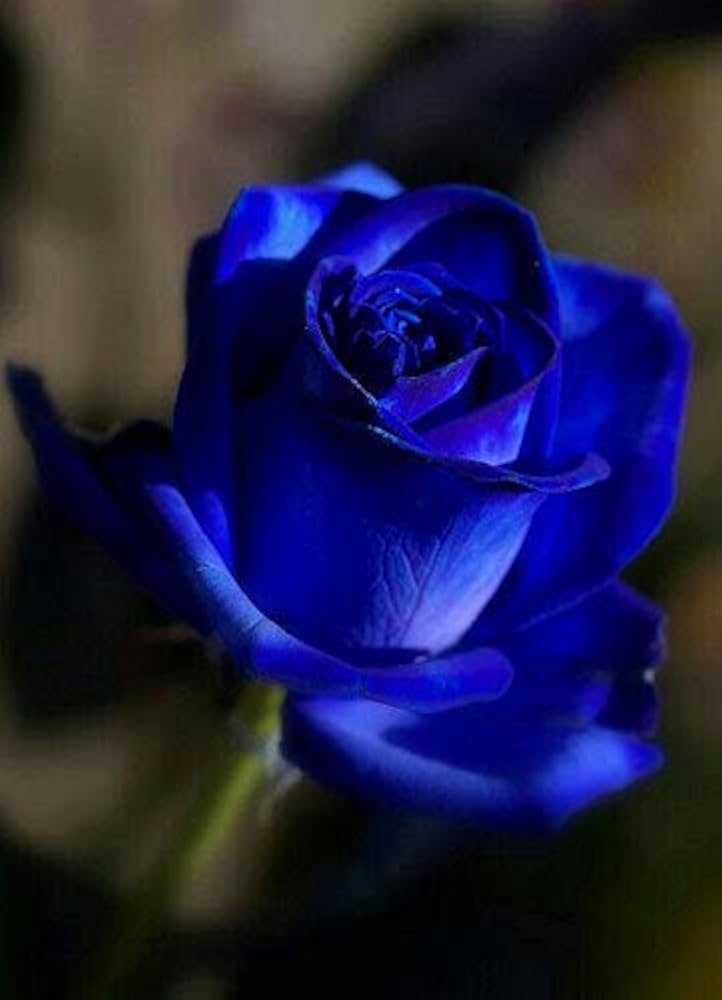 Away Dark Blue Rose Seeds for Planting