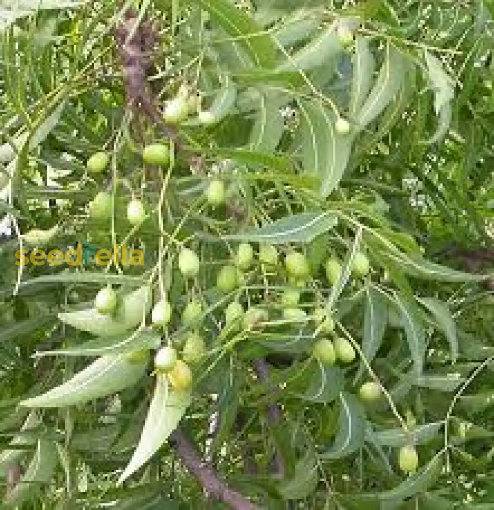 Azadirachta Indica Trees Growing in Garden, Healthy Neem Trees in Tropical Climate