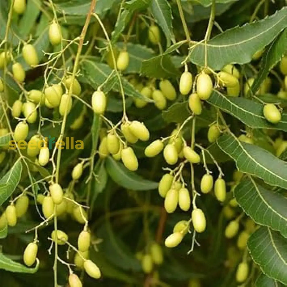 Azadirachta Indica Tree Seeds for Planting, Easy Guide to Grow Neem Trees in Garden