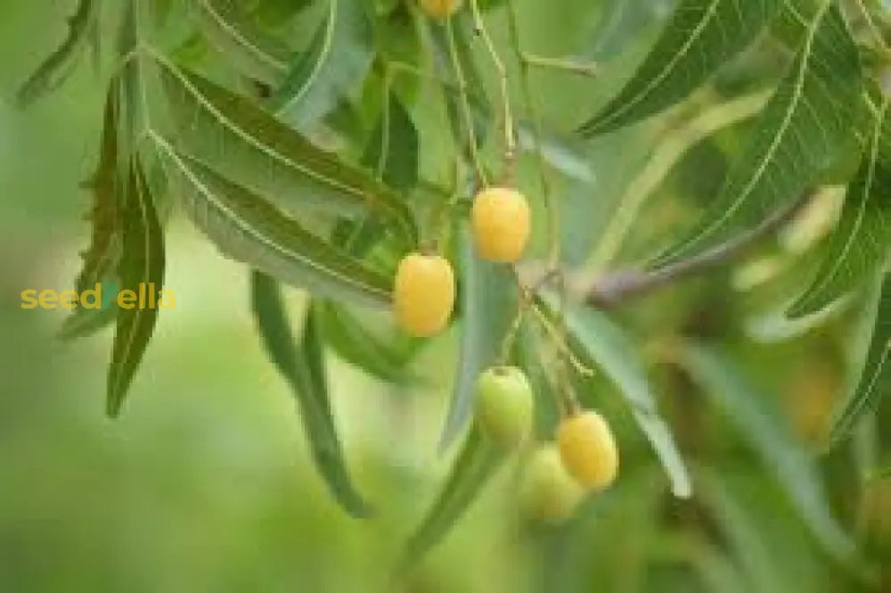 Step-by-Step Guide for Planting Azadirachta Indica Tree Seeds in Your Garden