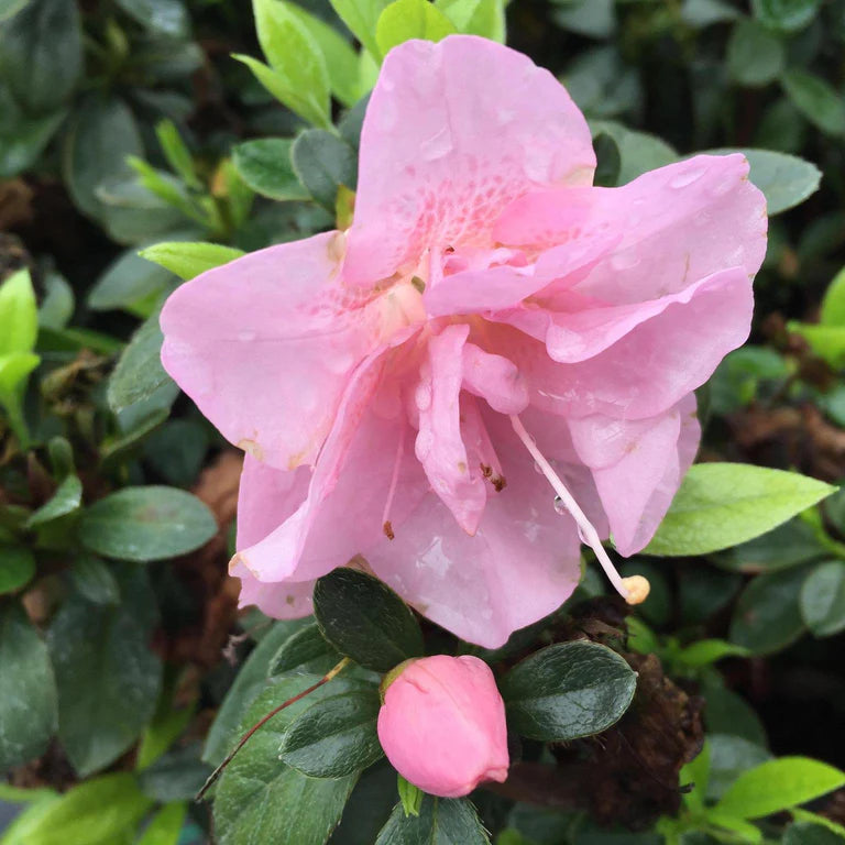Close-up of Baby Pink Azalea petals and leaves