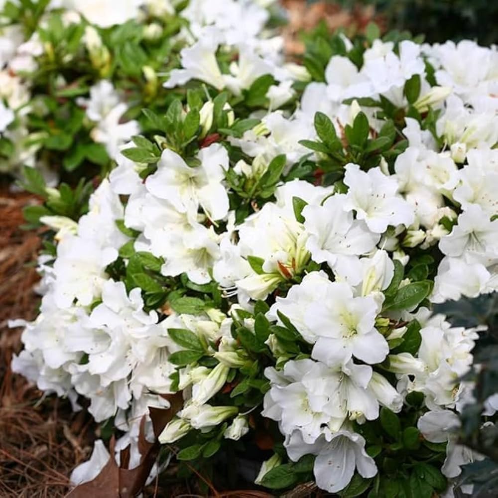 Close-up of Flat White Azalea petals and leaves