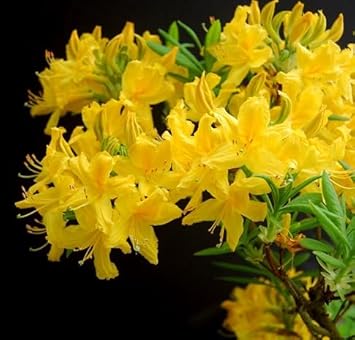 Close-up of Yellow Azalea petals and leaves