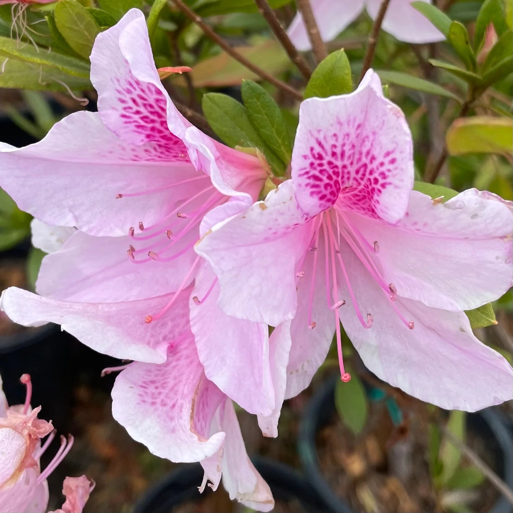 Baby Pink Azalea growing in container