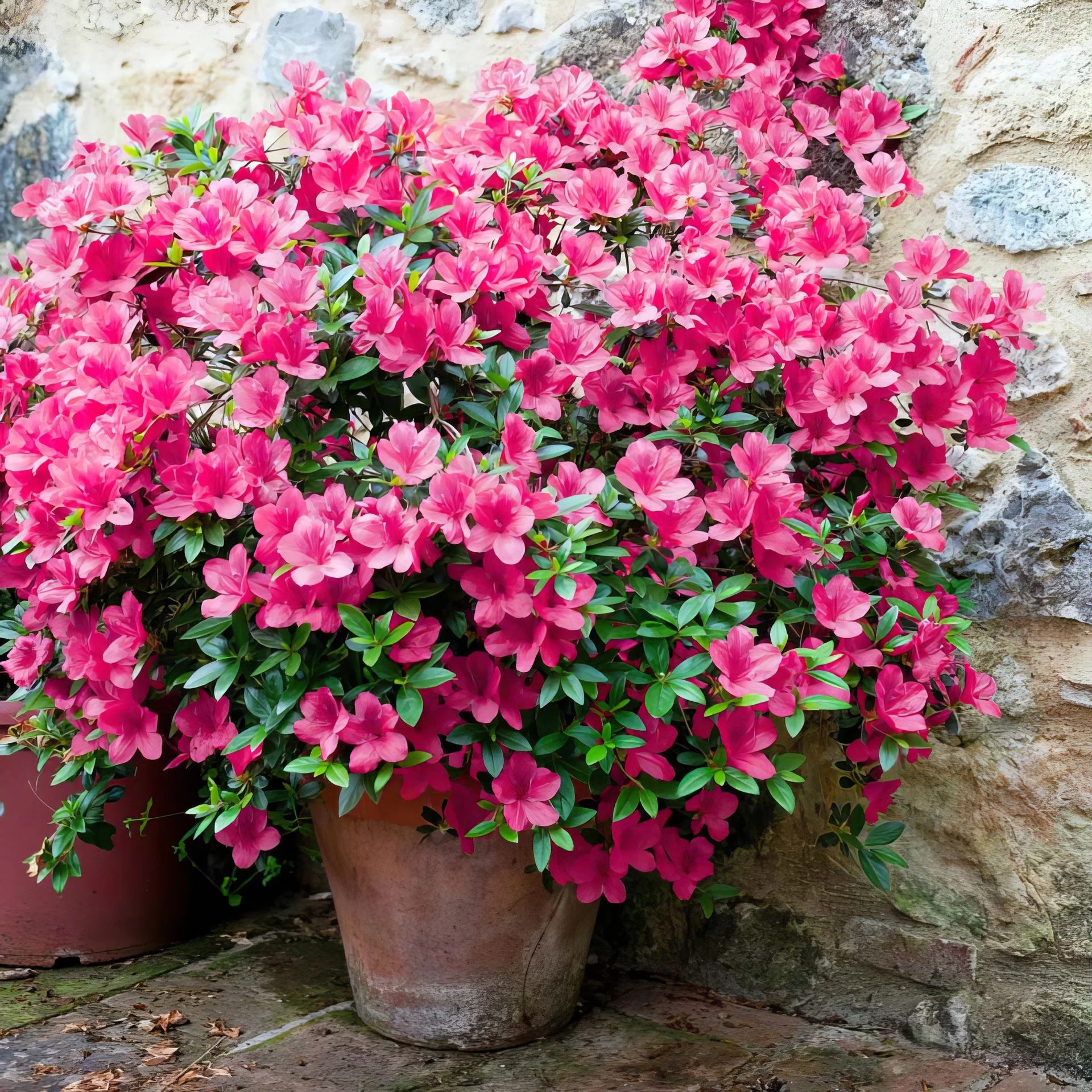 Pink Azalea growing in decorative containers