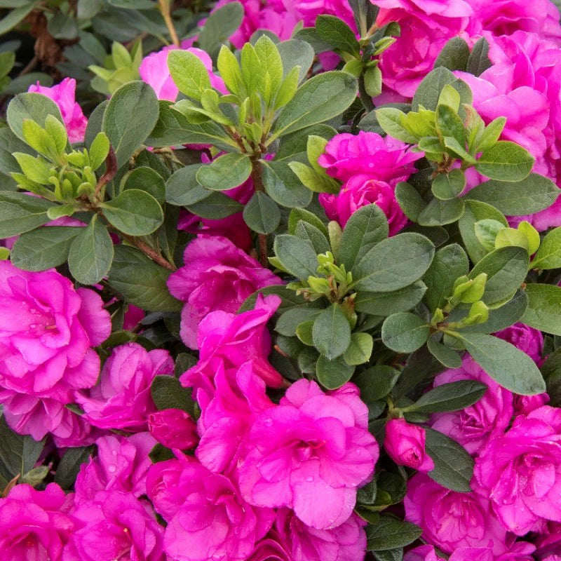 Step-by-Step Guide for Growing Azalea Seedlings