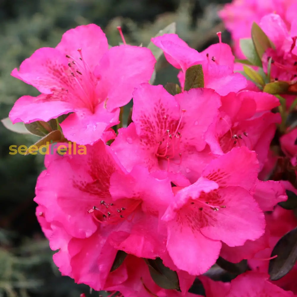 Azalea Flower Seeds - Plant Pink Blooms For Vibrant Gardens