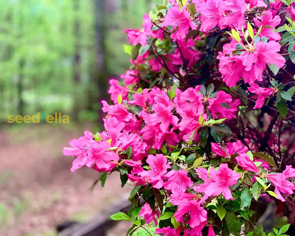 Azalea Flower Seeds - Plant Pink Blooms For Vibrant Gardens