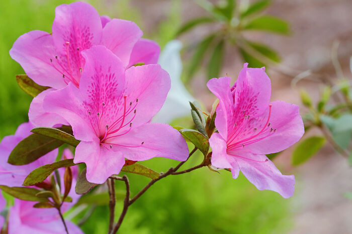 Baby Pink Azaleas planted along garden border