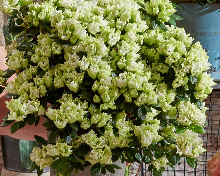 Green Azalea planted along garden border