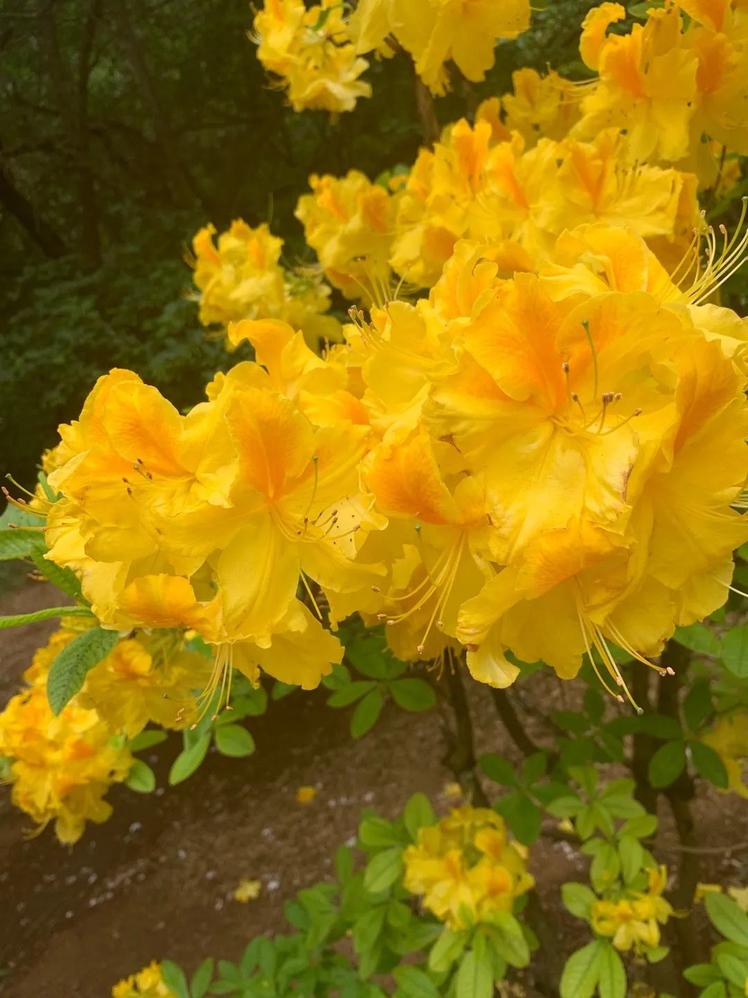 Yellow Azaleas planted along a garden border