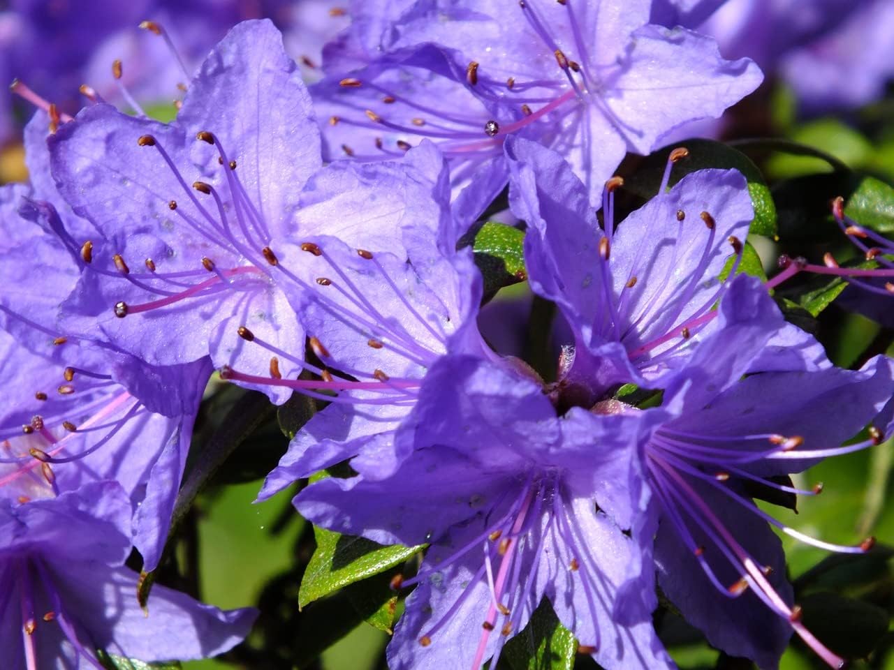 Azalea Plants Used for Garden Borders