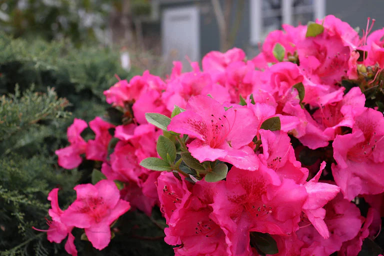 Azalea Pink Blooms Used in Garden Borders