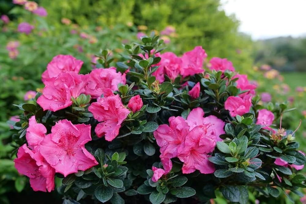 Pink Azaleas planted along a garden border
