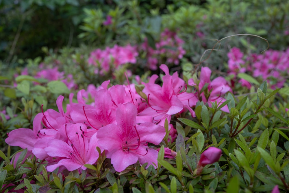 Azalea Pink Flower Shrub in Bloom