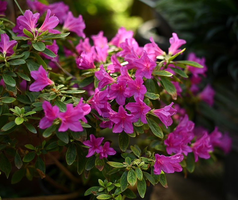Azalea Pink Flowering Bush in Home Garden