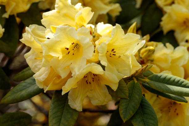 How to Grow Yellow Azalea Flowers