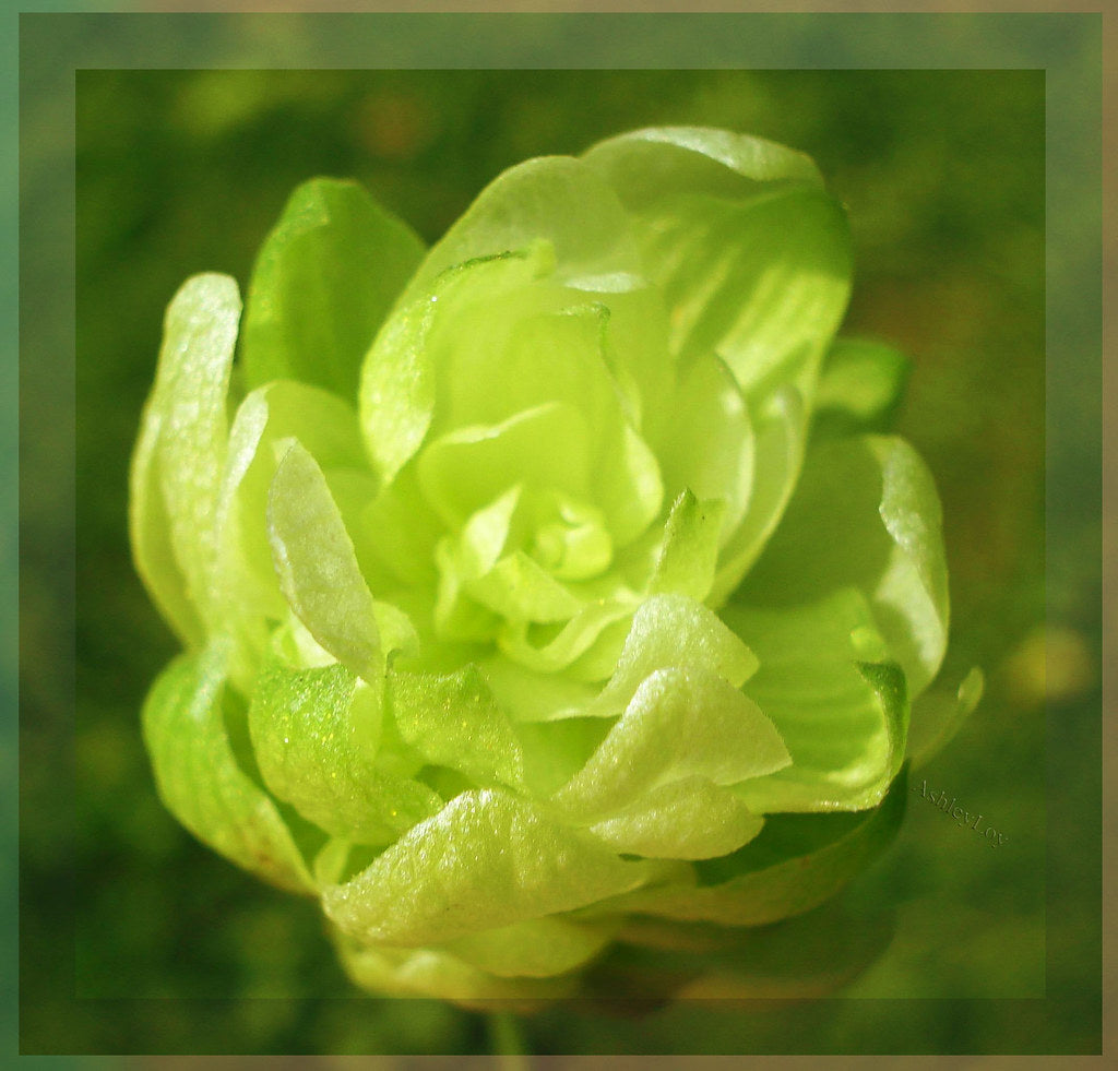 How to Plant Rhododendron Azalea Seeds