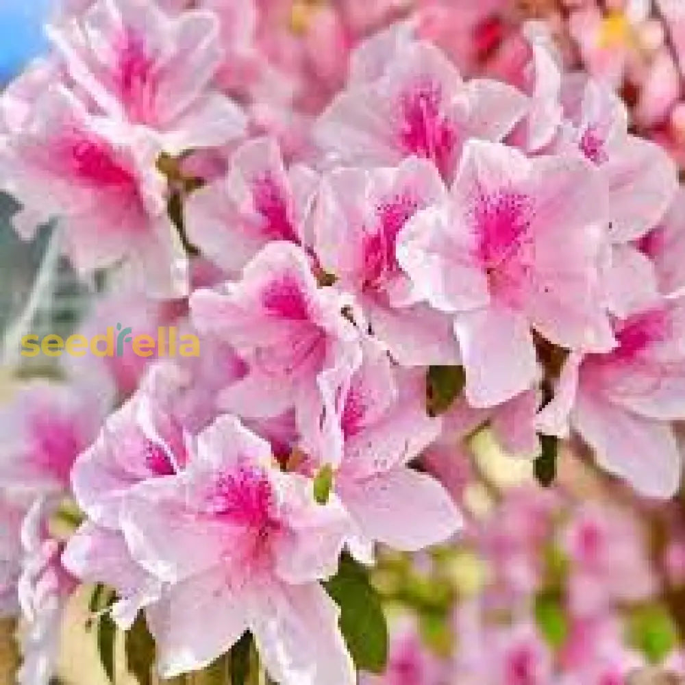 Azalea Seeds For Planting - Pink & White Blooms A Beautiful Garden