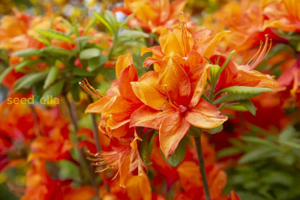 Azalea Seeds For Vibrant Planting Flower