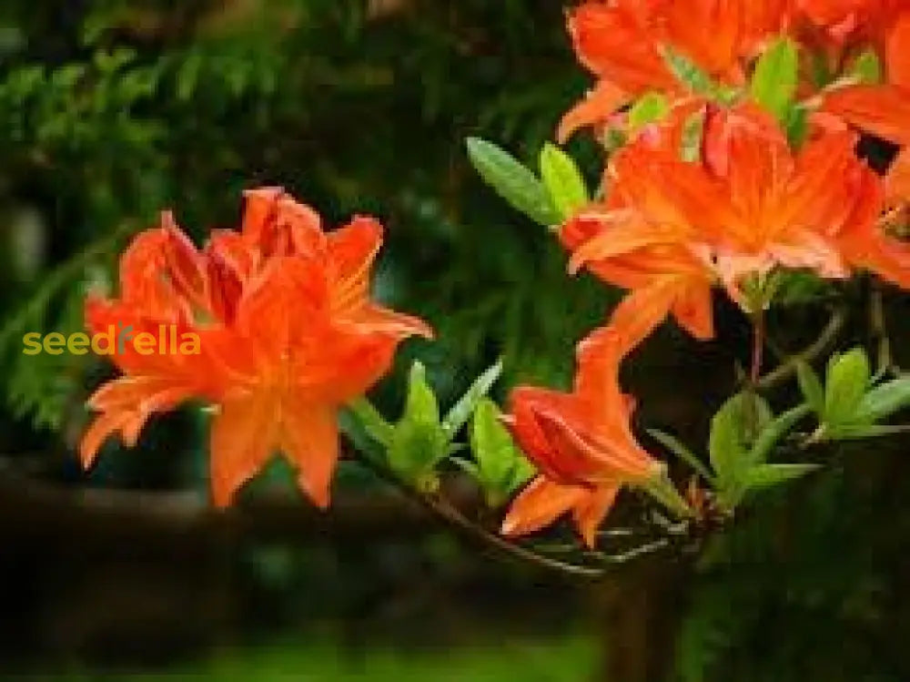 Azalea Seeds For Vibrant Planting Flower