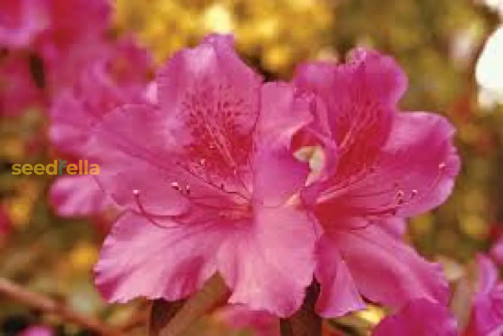 Azalea Seeds For Vibrant Spring Planting Flower